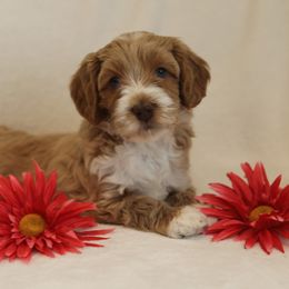 Australian Labradoodle Puppies from Majestic Labradoodles