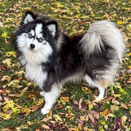 Devi - Pomsky