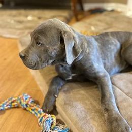 Cane Corso Puppies from Castlescorsos