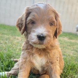 Ollie - Apricot male Goldendoodle puppy in San Tan Valley, Arizona from Golden Haven