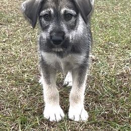 Black collar boy - Black and white male Companion Cross puppy in Summerfeld, Florida from Amazing Standard Schnauzers
