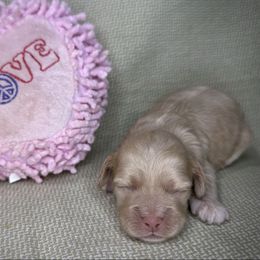 Bella - Buff female Cockapoo puppy in Placerville, California from Rpuppies