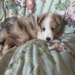 Caramello - Sable merle and white female Shetland Sheepdog puppy in Kerville, Texas from Cedar Hill Kennels