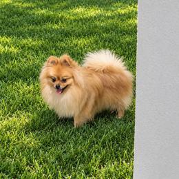 Charlie - Orange parti male Pomeranian puppy in Edinburg, Texas from Divine Valley Poms