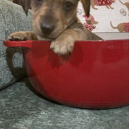 Brownie - Brindle male Dachshund puppy in Yelm, Washington from Hughes' Doxies