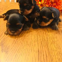 Yorkshire Terrier Puppies from Chikito's Yorkies