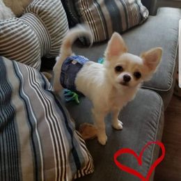 Chihuahua Puppies from Lucky Star Chihuahuas