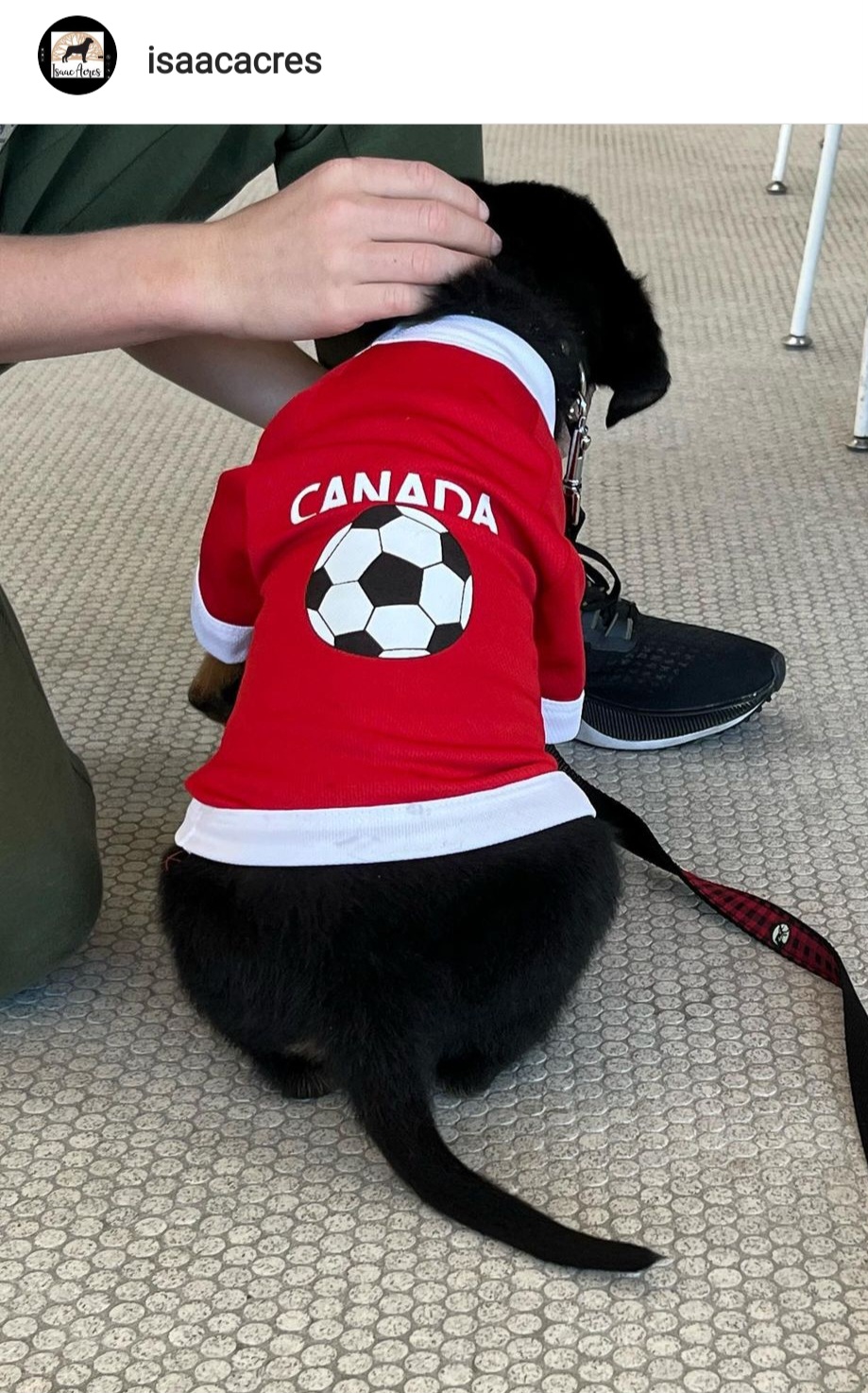 Rottweiler Puppies from Harris Hill Rottweilers