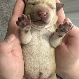 Labrador Retriever Puppies from BEL Labradors