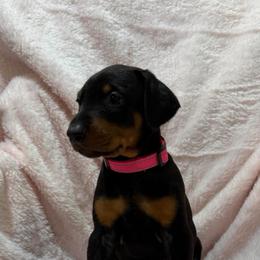 Francesca (Pink Collar) - Black and rust female Doberman Pinscher puppy in Centralia, Missouri from TopSpots Farm