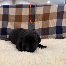 Orange - Black male Labrador Retriever puppy in Middleton, New Hampshire from Tag Hollow