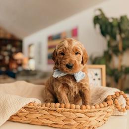 Benjamin - Apricot male Goldendoodle puppy in Yukon, Oklahoma from Bows and Ties Doodles, LLC