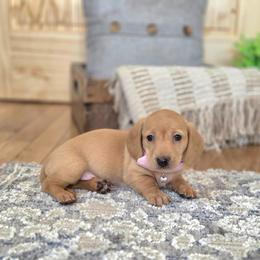 ALC Meet Gerdie :) - Red female Dachshund puppy in Centerville, Iowa from Barnyard Dachshunds, Dals & Doodles