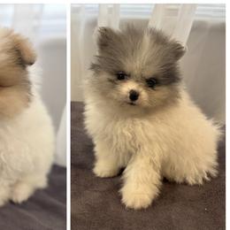 Pomeranian puppies from Designer Pomeranians
