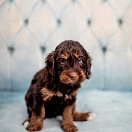 Tuscaloosa - Phantom male Goldendoodle puppy in Athens, Alabama from Brewing Doodles