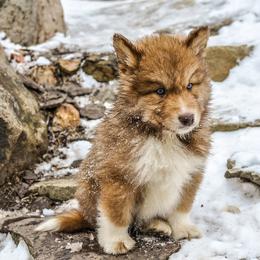 Native American Indian Dog Puppies from Seven Sisters Canids