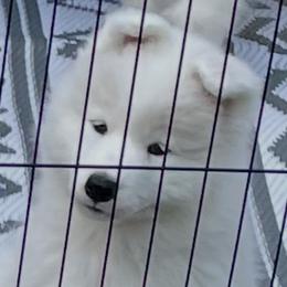 Samoyeds from Debra Ellis-Majcen