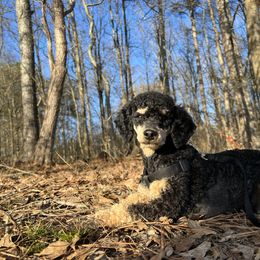 Max - Poodle