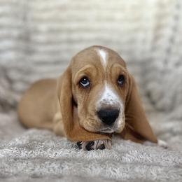 Oh Henry (gray) - Red and white male Basset Hound puppy in Kingsport, Tennessee from Bear’s Bassets