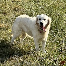 Molly - Golden Retriever