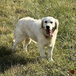 Molly - Golden Retriever