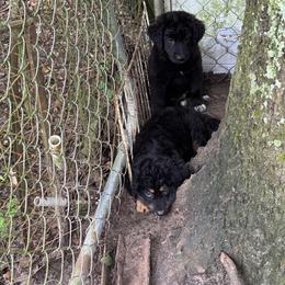 Australian Shepherd and Cavapoo All Grown Up from Dubose Kennels