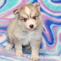 Flip Flop - Red and white male Pomsky puppy in Centerville, Iowa from LJ Kennels Pomskies, LLC