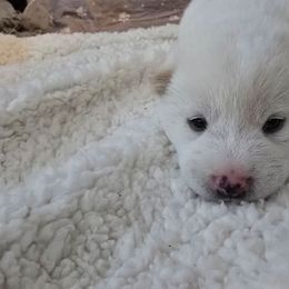 AKC Olaf - Cream male Shiba Inu puppy in Jensen Beach, Florida from ScrapiShibas