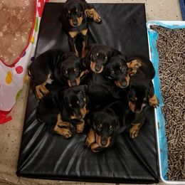 Doberman Pinscher Puppies from Lexa Dobermans