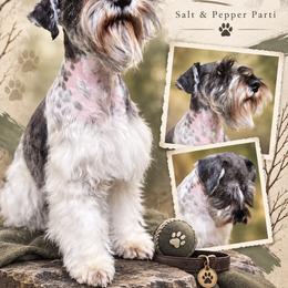 Leo - Miniature Schnauzer