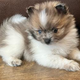 Bluey - Blue parti male Pomeranian puppy in Hernando, Mississippi from The Pom Squad