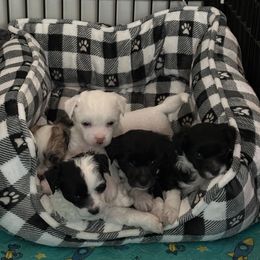 Chinese Crested Puppies from Astralis Chinese Cresteds