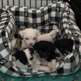 Chinese Crested Puppies from Astralis Chinese Cresteds