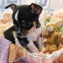 Chihuahua Puppies from Fine Whines & Lickers
