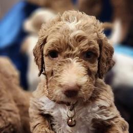 Goldendoodles from Brasingtondoodles