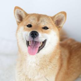 Karaiji - Shiba Inu