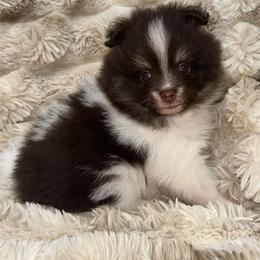 Blaze - Chocolate parti male Pomeranian puppy in Wagner, South Dakota from Lisas Pomeranians