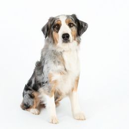 Graffiti - Australian Shepherd