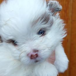 Pixie pup 4 - Chocolate merle female Pomeranian puppy in Carrollton, Georgia from B AND R'S POMERANIAN'S