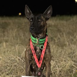 Karma - Dutch Shepherd