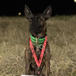 Karma - Dutch Shepherd