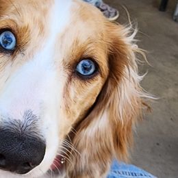 Lucia - Dachshund