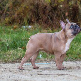 Rowan - French Bulldog