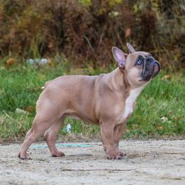 Rowan - French Bulldog