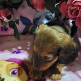 Dachshund Puppies from CLARK'S BREEDING PROGRAM