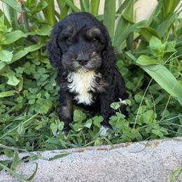 Hershey - Black white and tan male Cockapoo puppy in Tucson, Arizona from Desert Puppies
