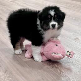 Citrine - Black tri-color female Australian Shepherd puppy in Augusta, Georgia from Incendia Aussies & Dobies