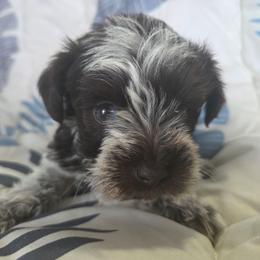 Stella - Parti female Miniature Schnauzer puppy in Paradise, Utah from Highbornschnauzers