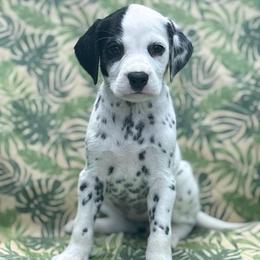 Charlie - tan collar - White and black female Dalmatian puppy in Whitwell, Tennessee from Rock a Dalmatian “RockADal”