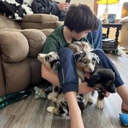 Aussiedoodle, Australian Shepherd, Poodle, Shihpoo, and Shih Tzu Puppies from Rockiń N Kennel